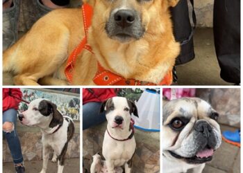 Arabia recibe una jornada de atención gratuita gracias al liderazgo del alcalde Mauricio Salazar