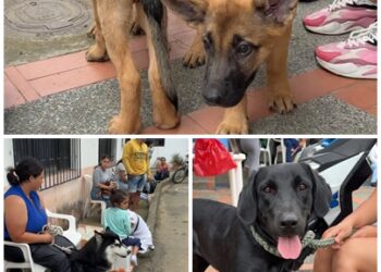 Bienestar animal sin fronteras: alcalde Mauricio Salazar lleva atención veterinaria a La Estrella – La Palmilla