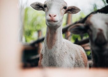 El bienestar animal y las buenas prácticas pecuarias siguen siendo un compromiso de la Alcaldía de Pereira