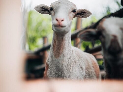 El bienestar animal y las buenas prácticas pecuarias siguen siendo un compromiso de la Alcaldía de Pereira
