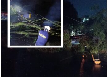 Cuerpo Oficial de Bomberos Pereira atendió emergencias por caída de árboles y poste de energía