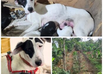 Manchas, la perrita valiente que subió la montaña cargando vida