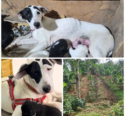 Manchas, la perrita valiente que subió la montaña cargando vida