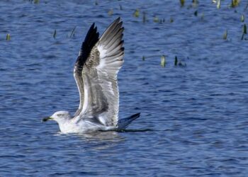 Donde el agua y la naturaleza se reencuentran: la mirada silenciosa de Jesús Moreno Privado en las Tablas de Daimiel