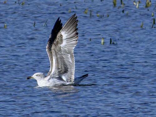 Donde el agua y la naturaleza se reencuentran: la mirada silenciosa de Jesús Moreno Privado en las Tablas de Daimiel