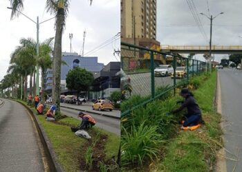 CUIDADO DE LOS LIRIOS EMBELLECE LA CIUDAD