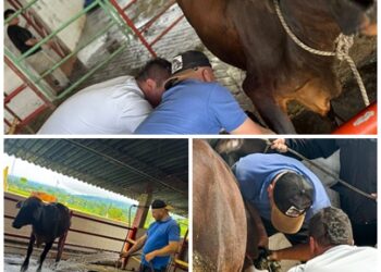 ATENCIÓN VETERINARIA EN EL SECTOR RURAL DE PEREIRA