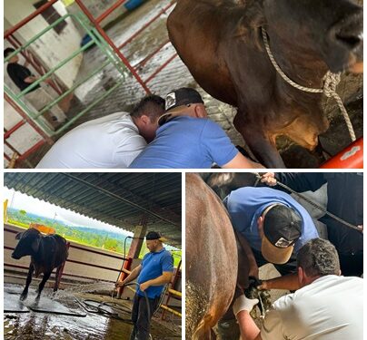 ATENCIÓN VETERINARIA EN EL SECTOR RURAL DE PEREIRA