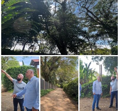 Equipo técnico de la Dirección de Parques, inspeccionó árboles reportados en riesgo