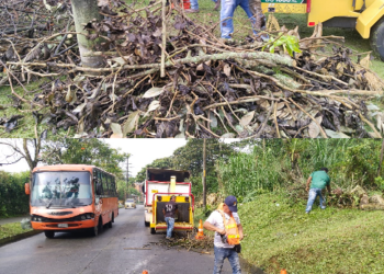 LOS RESIDUOS VEGETALES SON MATERIAL ORGÁNICO PARA EL SUELO PEREIRANO