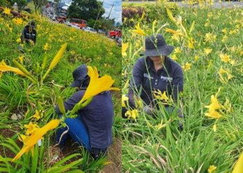EL EMBELLECIMIENTO DE PEREIRA NO SE DETIENE: GLORIETA DE TURÍN RECIBE CUIDADO PERMANENTE