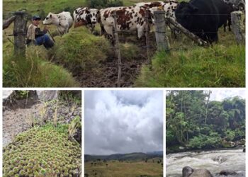 La Alcaldía de Pereira ha invertido $5.350 millones, en 2024 y 2025, en la compra de predios para proteger los humedales y el agua de la ciudad