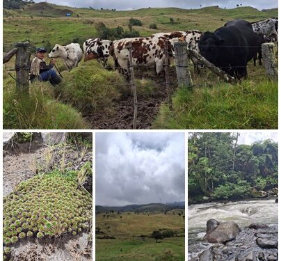 La Alcaldía de Pereira ha invertido $5.350 millones, en 2024 y 2025, en la compra de predios para proteger los humedales y el agua de la ciudad