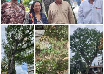 Por riesgo de caída y para salvaguardar la vida de las personas, la Alcaldía de Pereira realizará la tala controlada de un árbol en Los Álamos