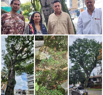 Por riesgo de caída y para salvaguardar la vida de las personas, la Alcaldía de Pereira realizará la tala controlada de un árbol en Los Álamos
