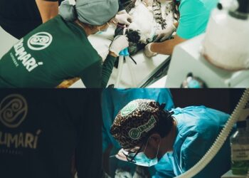 Cirugía de alta complejidad en Ukumarí busca devolver el vuelo a águila arpía