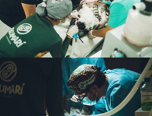 Cirugía de alta complejidad en Ukumarí busca devolver el vuelo a águila arpía