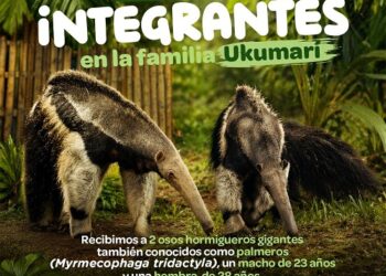 Ukumarí se convierte en el hogar de las segundas oportunidades para dos palmeros