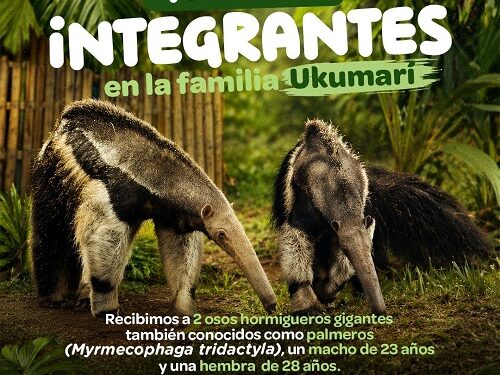 Ukumarí se convierte en el hogar de las segundas oportunidades para dos palmeros