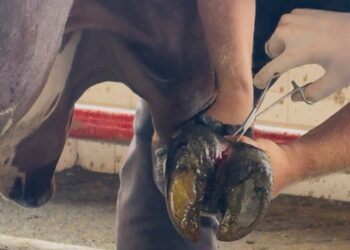 Pereira fortalece el campo con acompañamiento pecuario que transforma vidas rurales