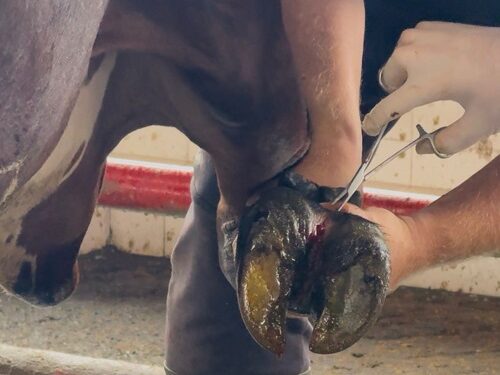 Pereira fortalece el campo con acompañamiento pecuario que transforma vidas rurales