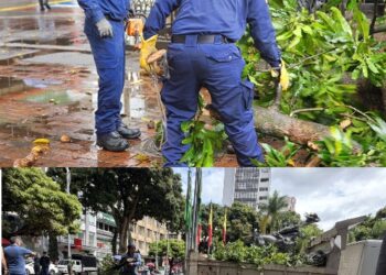 ATENCIÓN OPORTUNA EN LA PLAZA DE BOLÍVAR POR CAÍDA DE RAMA DE ÁRBOL