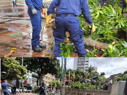 ATENCIÓN OPORTUNA EN LA PLAZA DE BOLÍVAR POR CAÍDA DE RAMA DE ÁRBOL