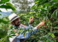 Cafe colombiano sufre caída histórica en 2026: disidencias de las Farc tendría amenazado a productores