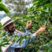 Cafe colombiano sufre caída histórica en 2026: disidencias de las Farc tendría amenazado a productores