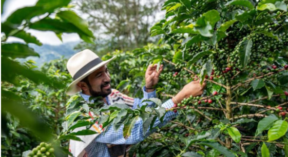 Cafe colombiano sufre caída histórica en 2026: disidencias de las Farc tendría amenazado a productores