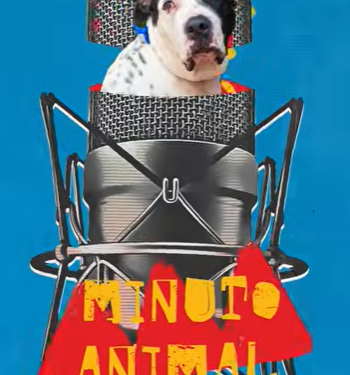 MAMÁS QUE SOLO NECESITAN UN HOGAR 🐾