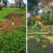 ALCALDÍA DE PEREIRA CONTINÚA CONTROL DE HORMIGA ARRIERA EN ZONAS VERDES