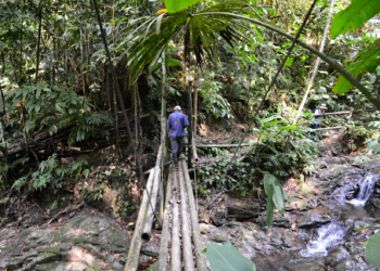 Los bosques tropicales de Risaralda: un patrimonio vivo que impulsa la biodiversidad