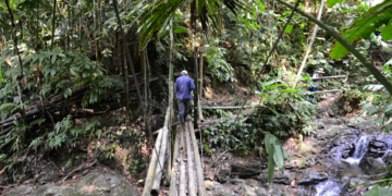 Los bosques tropicales de Risaralda: un patrimonio vivo que impulsa la biodiversidad