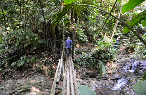 Los bosques tropicales de Risaralda: un patrimonio vivo que impulsa la biodiversidad