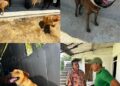 “Sí amo a los animales”: Alcalde de Quinchía aclara polémica medida sobre perros callejeros