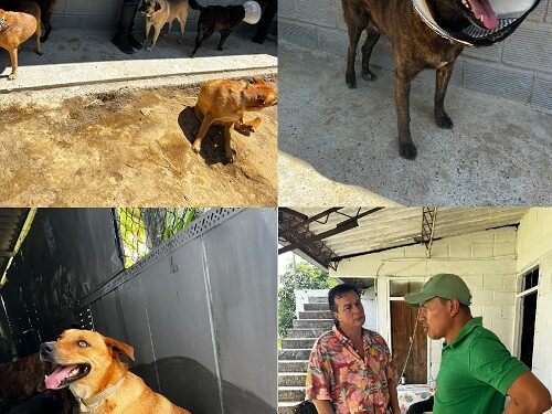 “Sí amo a los animales”: Alcalde de Quinchía aclara polémica medida sobre perros callejeros
