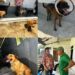 “Sí amo a los animales”: Alcalde de Quinchía aclara polémica medida sobre perros callejeros