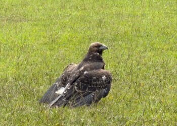 CARDER, Fundación Águilas de los Andes y Bioparque Ukumarí rescatan ‘águila paramuna’ hallada en La Florida