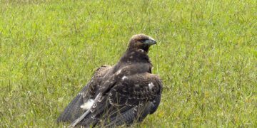 CARDER, Fundación Águilas de los Andes y Bioparque Ukumarí rescatan ‘águila paramuna’ hallada en La Florida