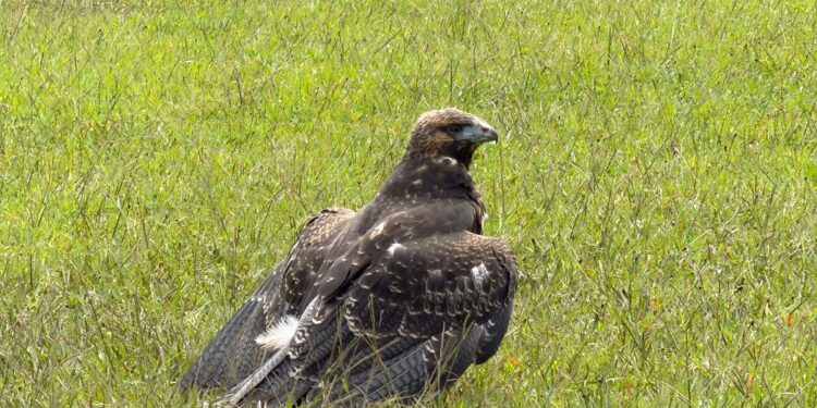 CARDER, Fundación Águilas de los Andes y Bioparque Ukumarí rescatan ‘águila paramuna’ hallada en La Florida
