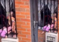 Video de dos niños dormidos entre rejas tras presunto castigo en Santa Rosa de Cabal desató indignación: quedaron bajo protección del Icbf