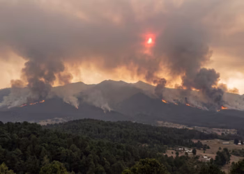 Los riesgos de los incendios forestales en Colombia: expertos explican las consecuencias para la calidad del aire, el suelo y la vegetación
