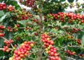 Crisis en el campo: Clan del Golfo extorsiona a caficultores en Antioquia y les exige hasta el 16% de sus cosechas
