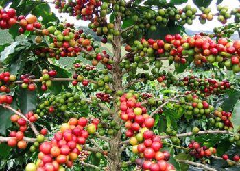 Crisis en el campo: Clan del Golfo extorsiona a caficultores en Antioquia y les exige hasta el 16% de sus cosechas