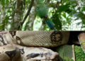 Nueve ejemplares de fauna silvestre regresaron a la naturaleza en áreas protegidas de Risaralda