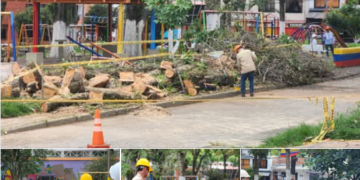 Alcaldía de Pereira iniciará la intervención prioritaria de árboles muertos que representan un riesgo directo para la ciudadanía