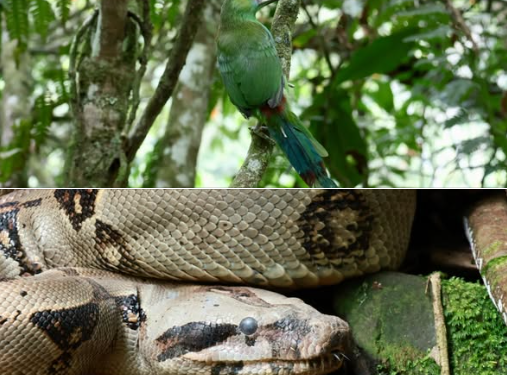 Nueve ejemplares de fauna silvestre regresaron a la naturaleza en áreas protegidas de Risaralda