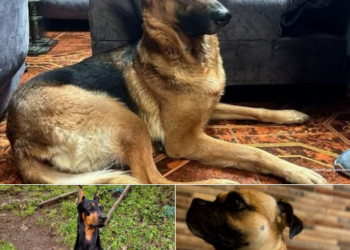 CONDENAS E IMPUTACIONES CONTRA AGRESORES DE ANIMALES EN BOGOTÁ, ANTIOQUIA Y CUNDINAMARCA