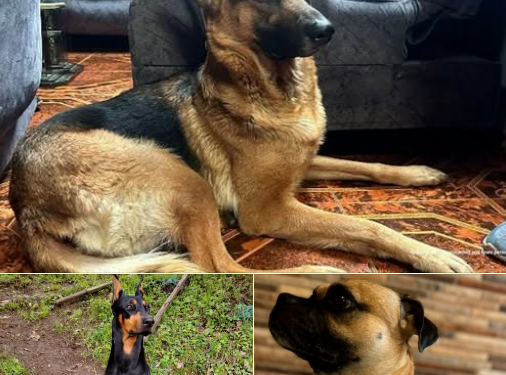 CONDENAS E IMPUTACIONES CONTRA AGRESORES DE ANIMALES EN BOGOTÁ, ANTIOQUIA Y CUNDINAMARCA